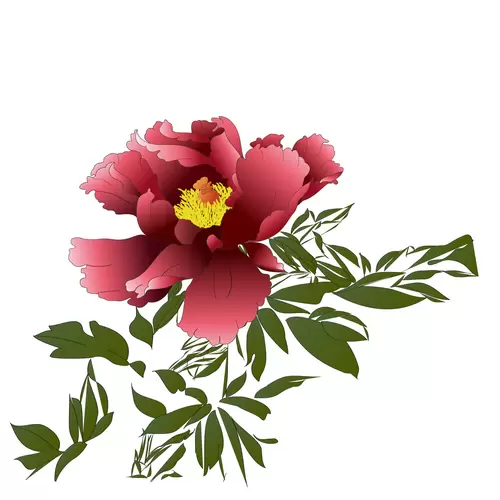 Peony Illustration Material