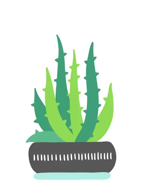 Succulents Illustration Material