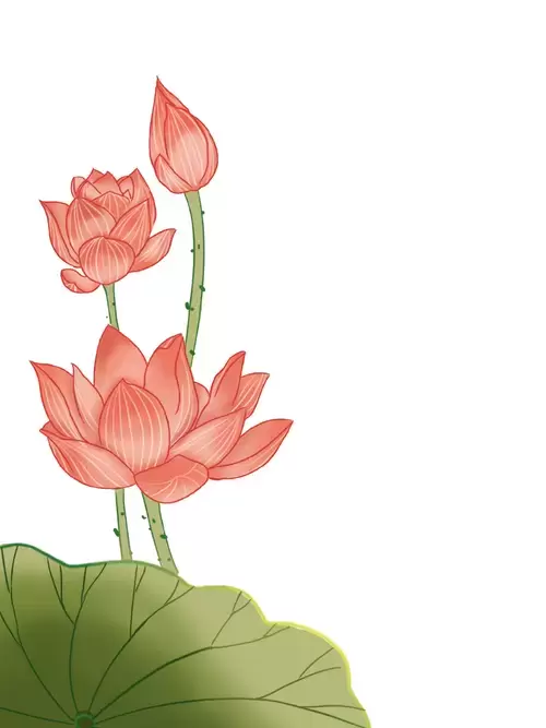 Red Lotus Illustration Material