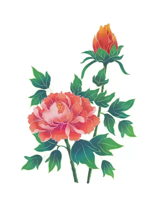 Peony Illustration Material