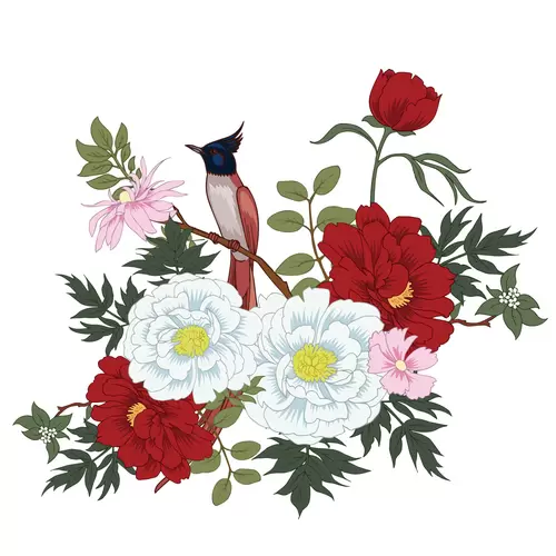 Peony Illustration Material