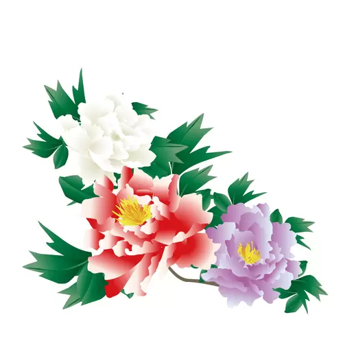 Peony Illustration Material