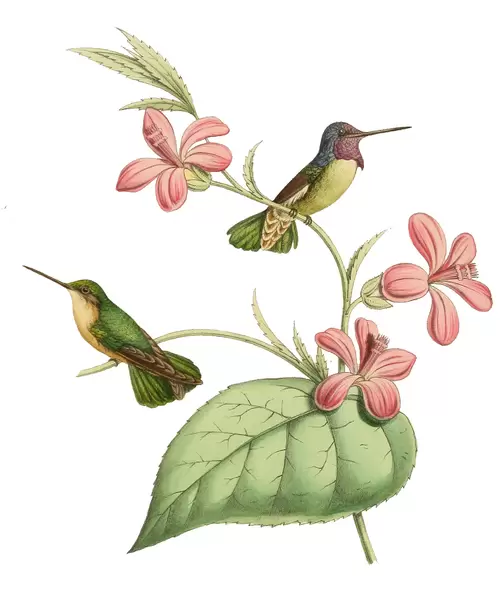 flowers and birds Illustration Material