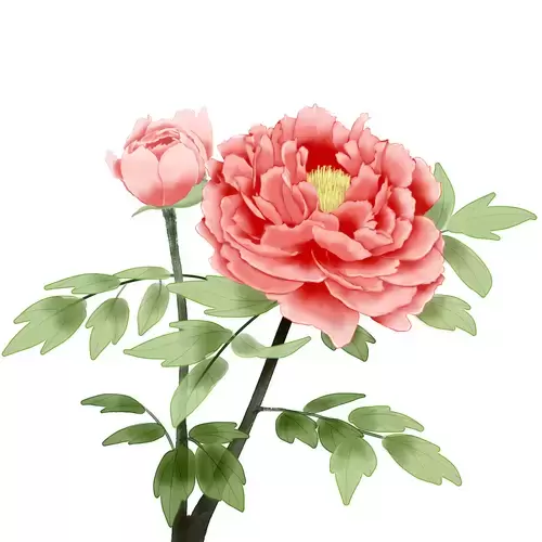 Peony Illustration Material