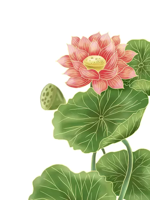 Lotus Illustration Material