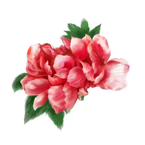 Peony Illustration Material