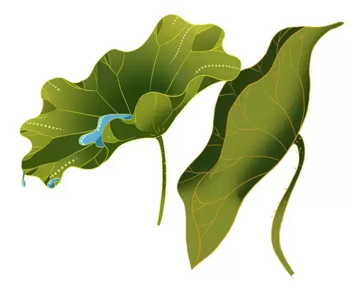 Lotus Leaf Illustration Material