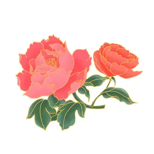 Peony Illustration Material