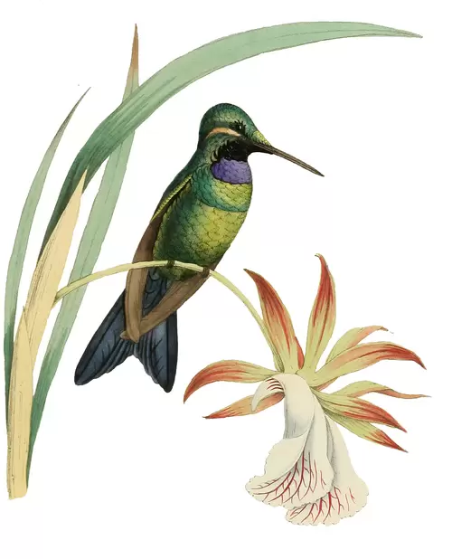 flowers and birds Illustration Material