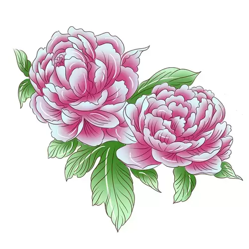 Pink peony Illustration Material