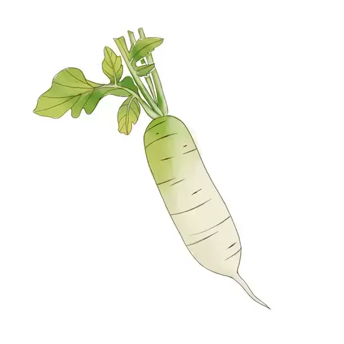 Vegetable,Radish Illustration Material