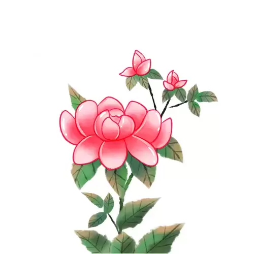 Peony Illustration Material