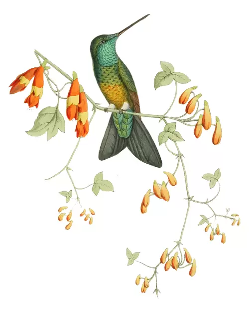 flowers and birds Illustration Material