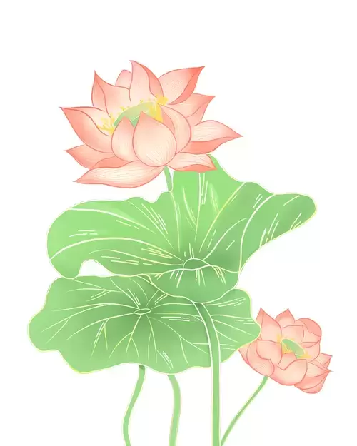 Pink Lotus Illustration Material