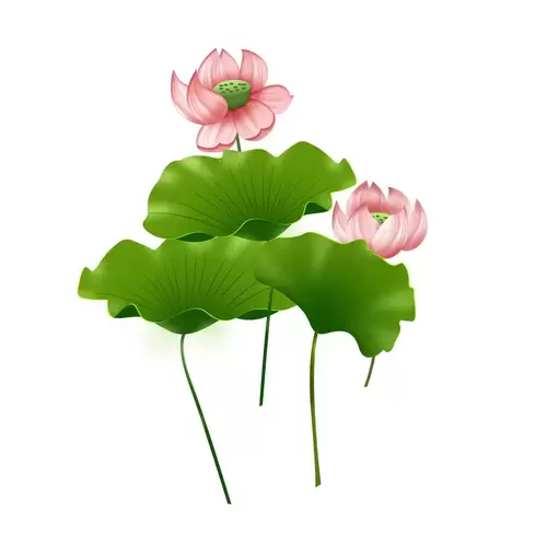 Pink Lotus Illustration Material