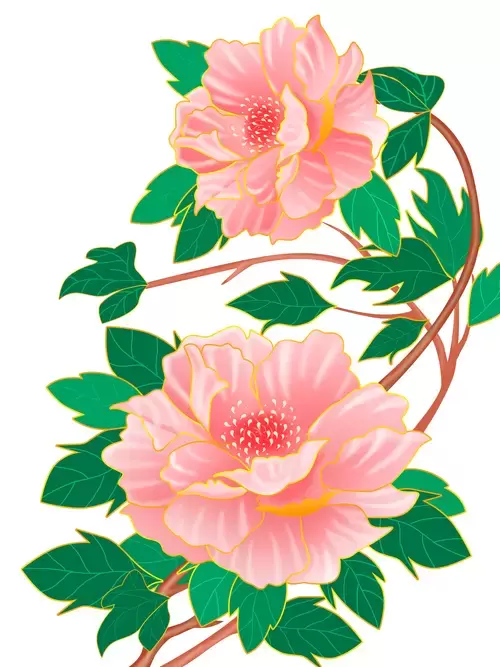 Pink peony Illustration Material