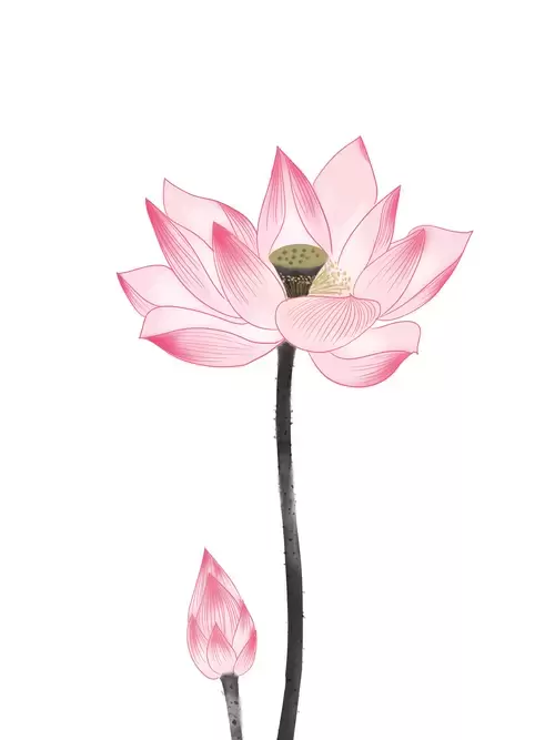 Pink Lotus Illustration Material