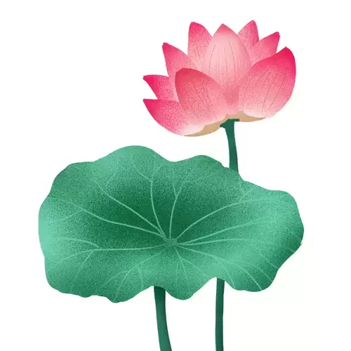 Lotus Illustration Material