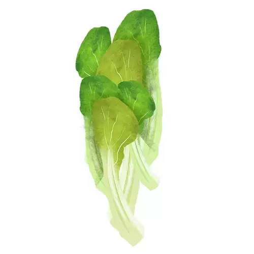 Vegetable,Cabbage Illustration Material