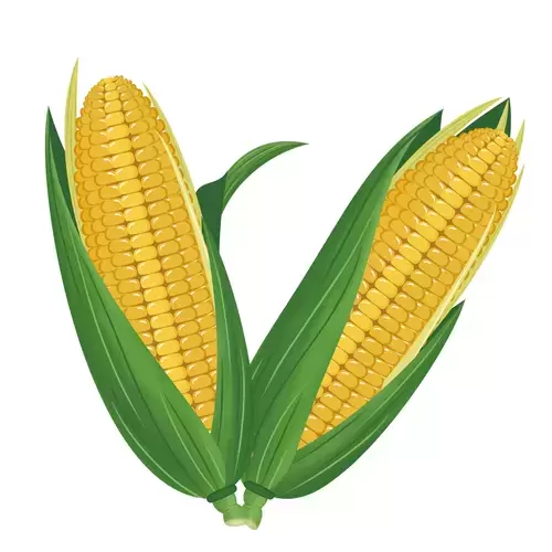 Vegetable,Corn Illustration Material