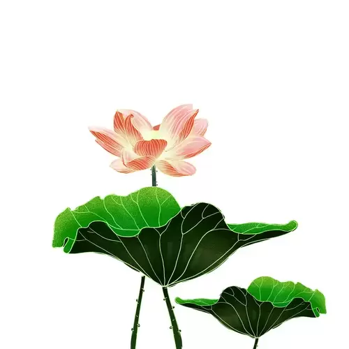 Lotus Illustration Material