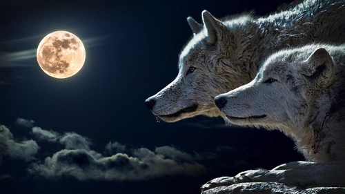 animal,Wolf 4K Wallpaper
