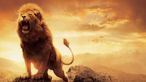 animal,lion 4K Wallpaper