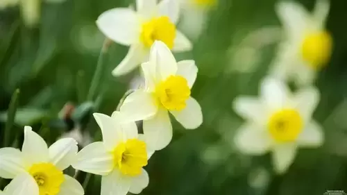 Daffodil 4K Wallpaper