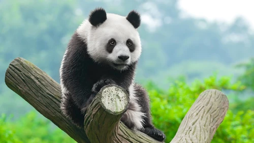 animal,Panda 4K Wallpaper