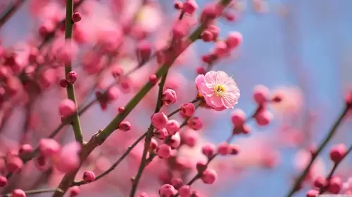 Plum Blossom in spring 4K Wallpaper