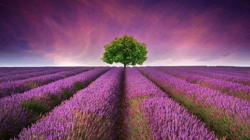 lavender flower field 4K Wallpaper