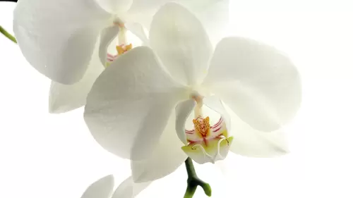 Orchid 4K Wallpaper