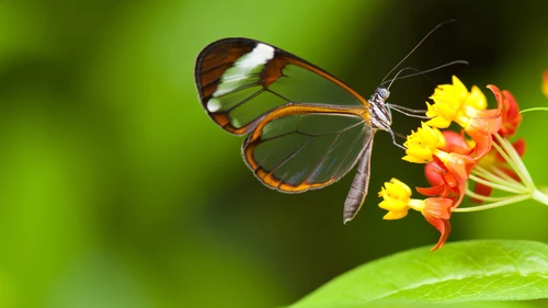 flowers with butterfly 4K Wallpaper