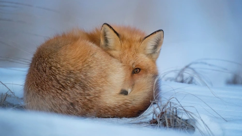 Animal,Fox 4K Wallpaper