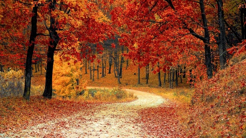 autumn,forest 4K Wallpaper