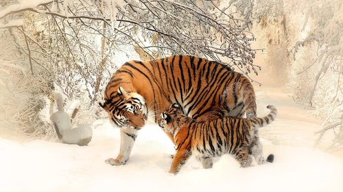 animal,Tiger 4K Wallpaper