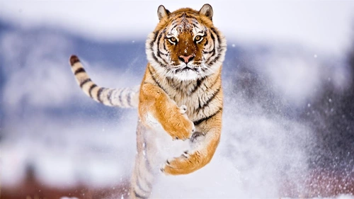 animal,Tiger 4K Wallpaper