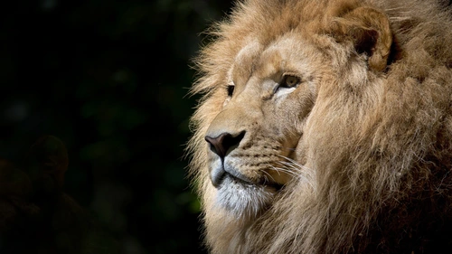 animal,lion 4K Wallpaper