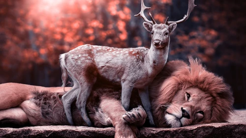 animal,lion,Deer 4K Wallpaper