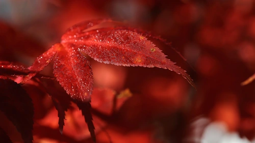autumn, red leaves 4K Wallpaper