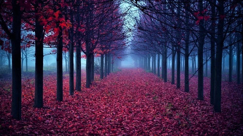 autumn,forest 4K Wallpaper