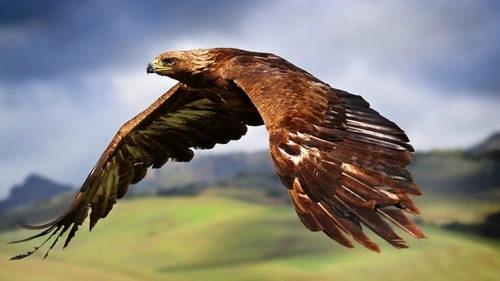 animal,Eagle 4K Wallpaper
