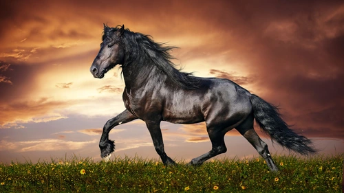 animal,Horse 4K Wallpaper