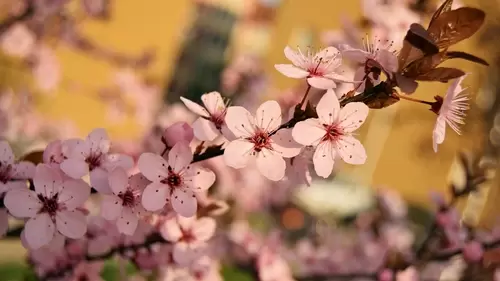 Plum Blossom in spring 4K Wallpaper